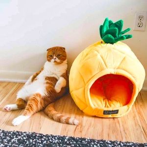 Pineapple Pet Bed Leaves Slight Sewing Imperfect